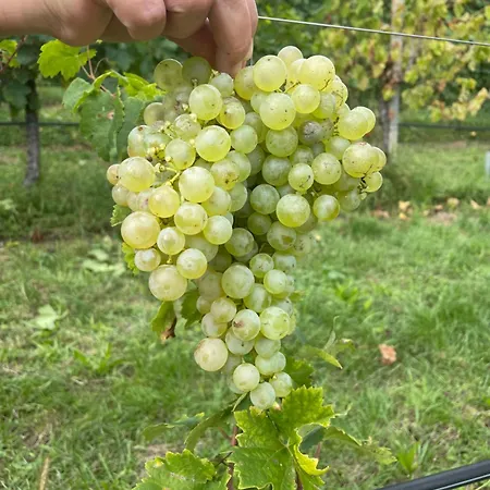 Agriturismo Le Noci Farm stay *