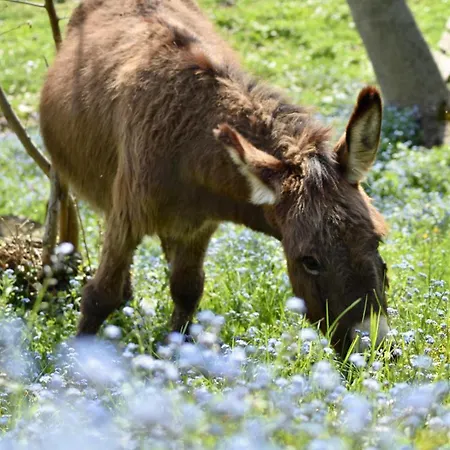Agriturismo Le Noci Tarzo
