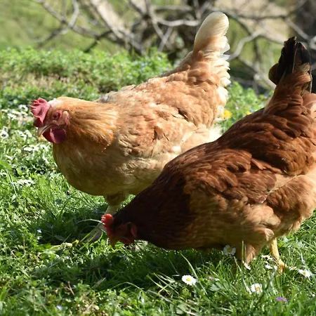 Farm stay Agriturismo Le Noci *