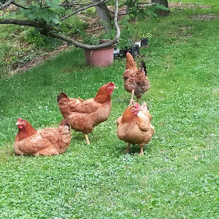 Agriturismo Le Noci Farm stay
